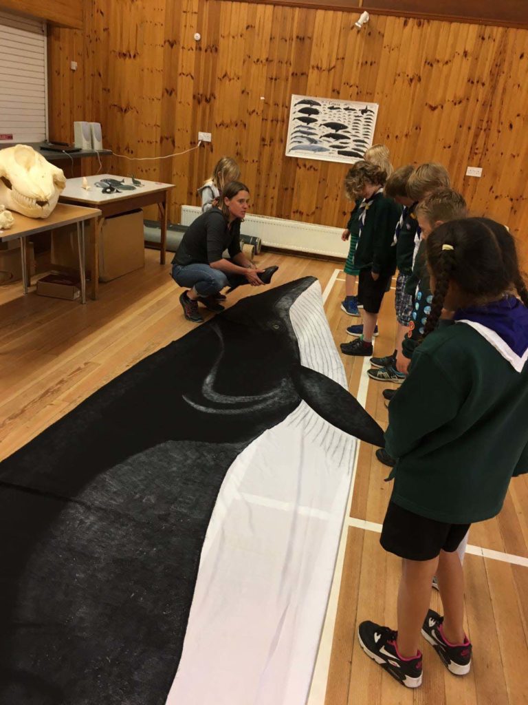 Researcher and cubs looking at minke whale