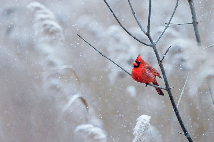 A red cardinal on a tree branch