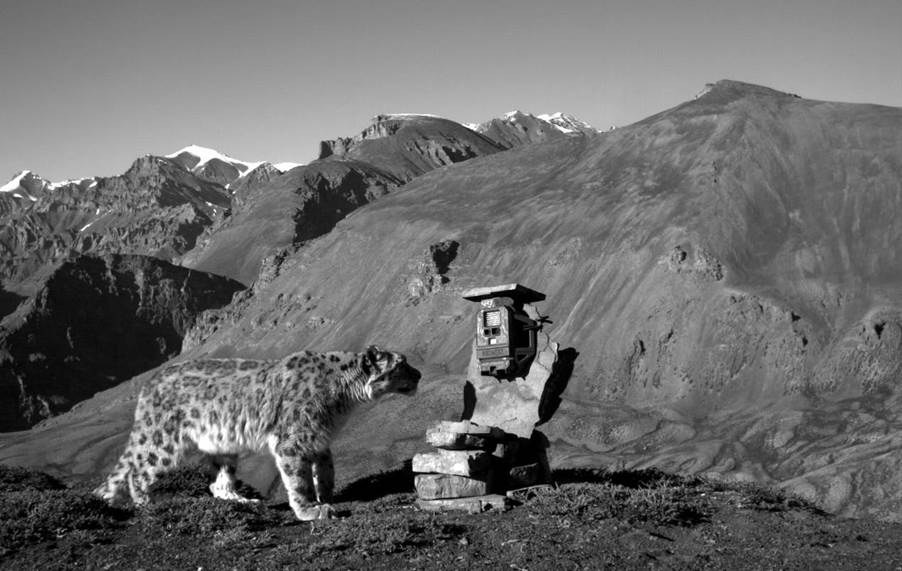 A snow leopard inspecting a camera trap, with mountains in the background