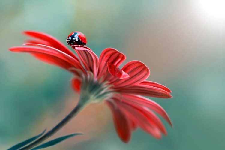 ladybird on a red flower