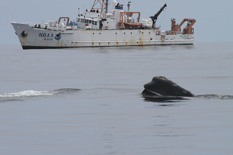 A whale with its nose above the sea surface, and an NOAA survey ship in the background