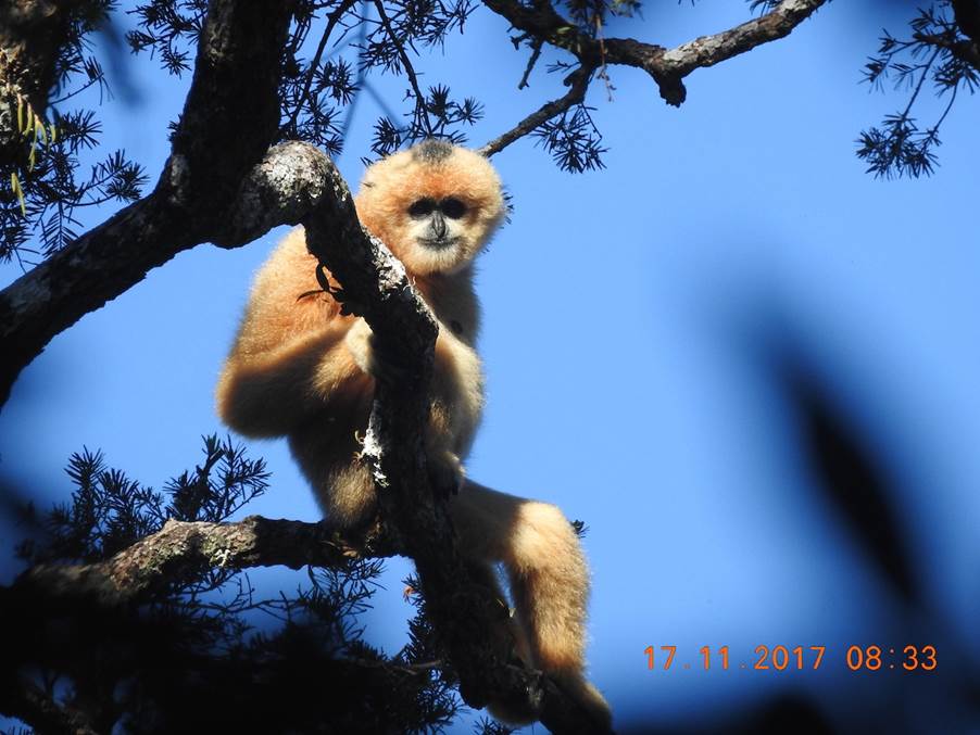 Gibbon in a tree with blue sky behind it.