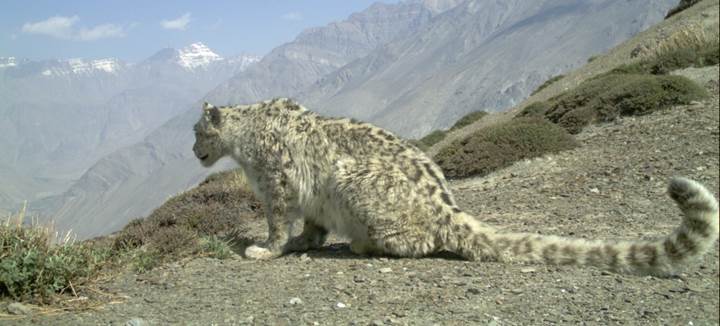 Snow leopard seated looking down a slope.