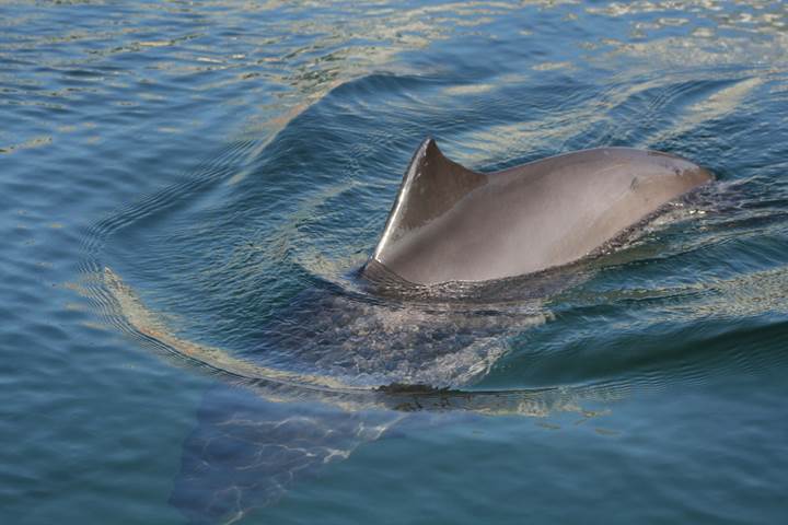 Baltic harbour porpoise in sea, with dorsal fin breaking the surface. 