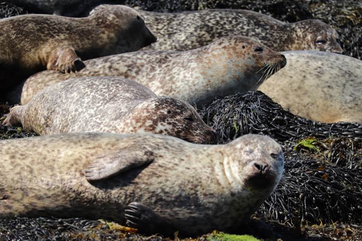 six harbour seals lying on seaweed and rocks